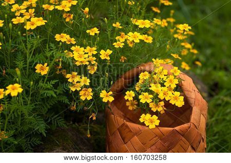 Garden Flowers Tagetes Tenuifolia. Wicker Basket With Yellow Flowers Tagetes Tenoifoliya Closeup.