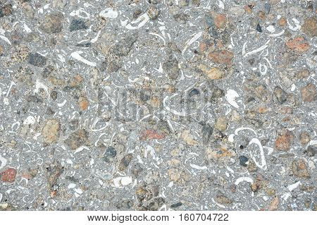 Shell Rock Background