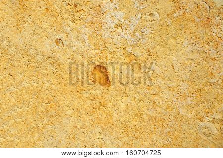 Shell Rock Background