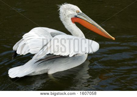 Crested Pelican