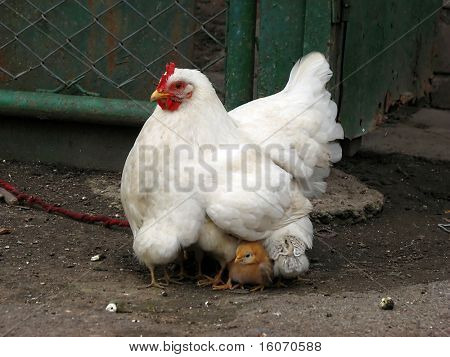 una madre gallina con pollos