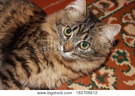 pensive cat with big eyes portrait  tabby cat playing on the carpet with ornaments