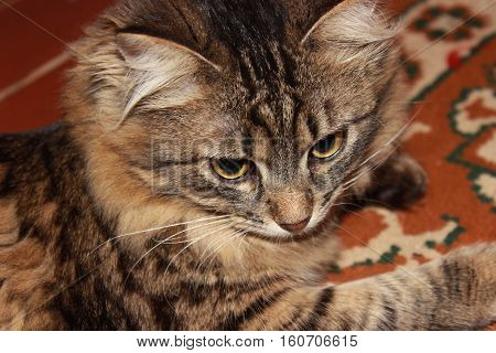 pensive cat with big eyes portrait  tabby cat playing on the carpet with ornaments