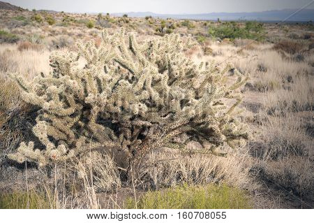 Buckhorn Cholla Cactus in Mohave Desert southeastern California and southern Nevada.