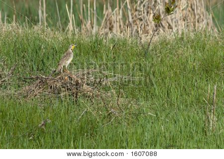 서양 Meadowlark  