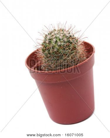 Cactus em vaso