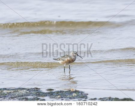 Curlew Sandpiper Calidris feruginea at sea shoreline searching for food close-up portrait in tide selective focus shallow DOF
