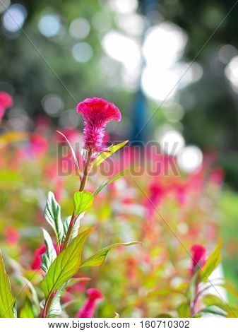 Blossom Cockscomb flower in garden with bokeh background.