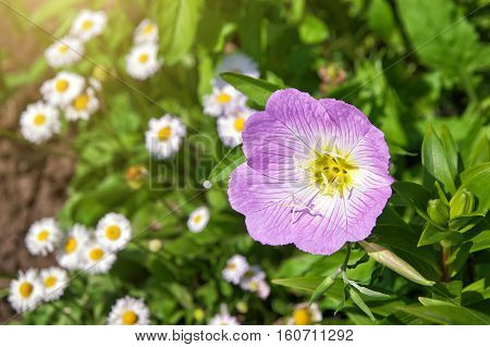 Pink Oenothera fruticosa. Pink Evening primrose flower