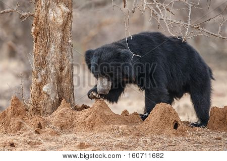Big beautiful sloth bear male is searching termites/wild animal in the nature habitat/India