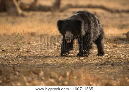 Big beautiful sloth bear male is searching termites/wild animal in the nature habitat/India