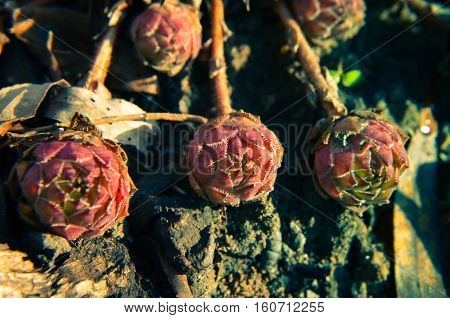 Echeveria Succulent At Outdoor Garden - Closeup