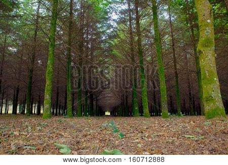View of fir wood n the spanish countryside