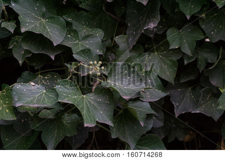 Closeup of greey Ivy Leaves in front of a Wall