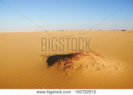 Western Desert, Sahara, Egypt