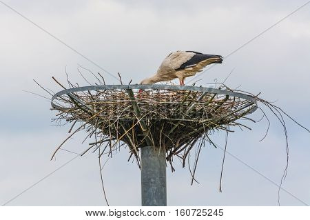 Close up two storks on the nest at the nest building