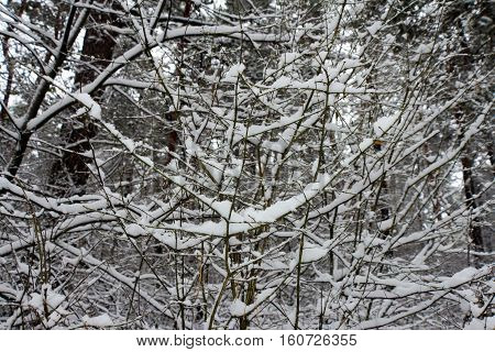 On the black branches of the tree lies a thick layer of snow (lots). The photo was taken in winter. The background is blurred.