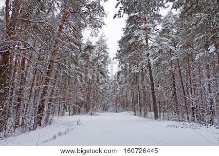 On the black branches of the tree lies a thick layer of snow (lots). The photo was taken in winter. Trees grow near the road. The background is blurred.