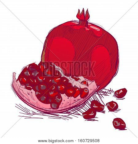Sketch of red pomegranate. Vector illustration of delicious fruit.