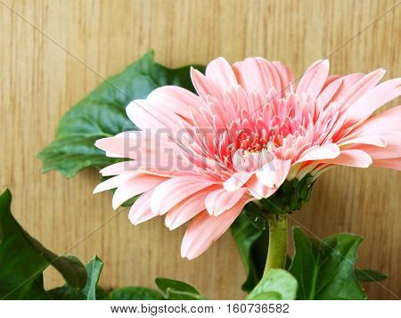 Beautiful Bright Pink Disy Gerbera On Wooden Background