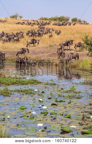 Wildebeest at Watering. Watering with water lilies. Masai Mara, Kenya