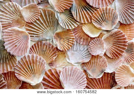 Sea Shell Background 4