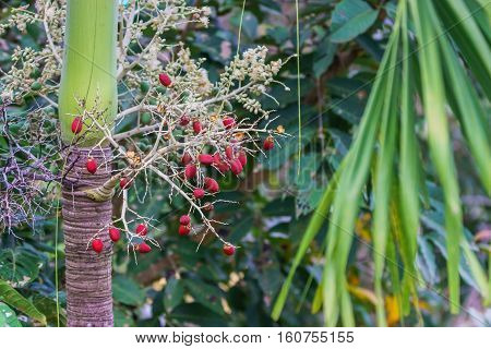 Cyrtostachys Renda ornamental plant in the gardens.