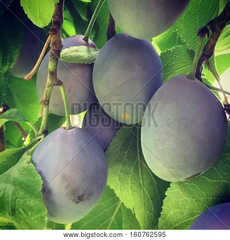 Close up of fresh purple organic plums on hanging tree branches. Bright green leaves with sunshine in background. Natural fresh fruit ripe on plum tree.