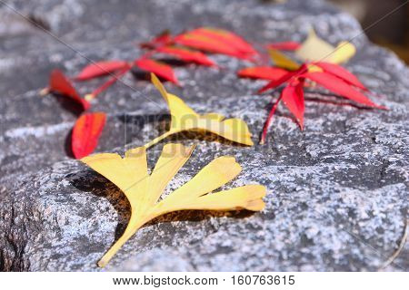 Autumn Leaves