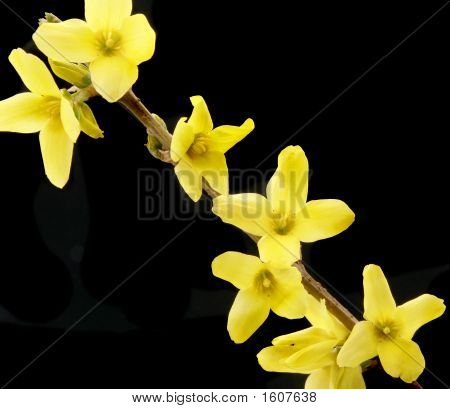 Close Up Forsythia fiori