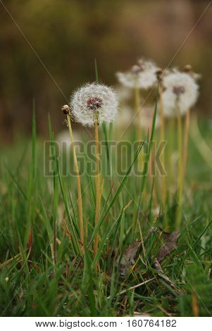 Dandelions on garden. Dandelions on green area