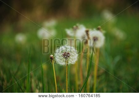 Dandelions on garden. Dandelions on green area