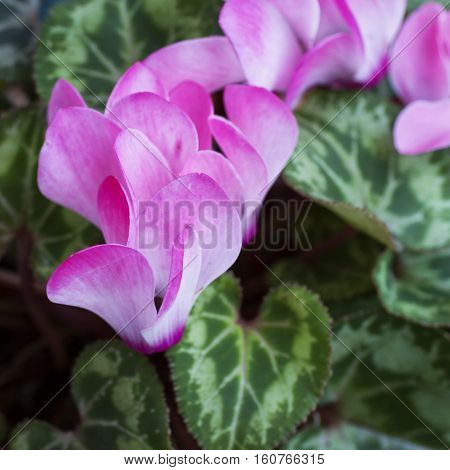 Cyclamen In Close Up