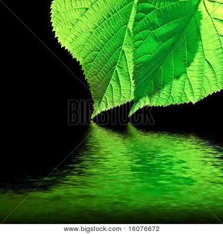 Grean blad med vand refleksion på sort baggrund