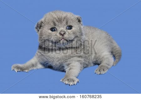 Smiling kitten saw the world. A newborn kitten has recently opened his eyes. British blue cat baby on a blue background.