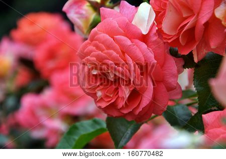 Red pink rose horizontal selective focus. Tenderness, passion, love couple, lifetime relations, wedding, Valentine's day. photo from Palanga botanic garden