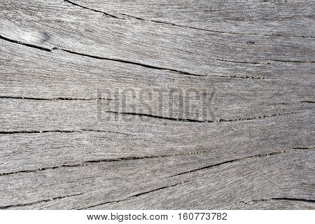 Grey wood texture close up photo. White and grey wood background. White old tree near the sea. Curves and lines on rustic timber. Rough timber texture. Sea wood backdrop. Shabby chic wooden background