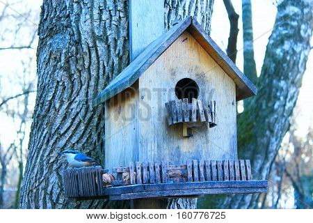 nuthatch on the feeding-rack like a small house seeks the birdseed