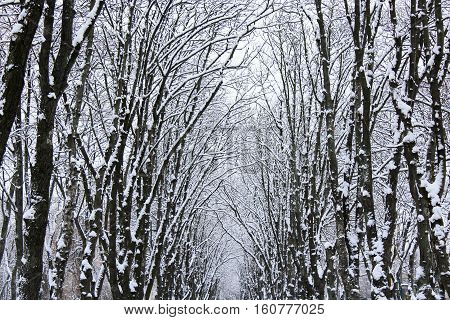 winter beautiful park with many big snow-clad trees