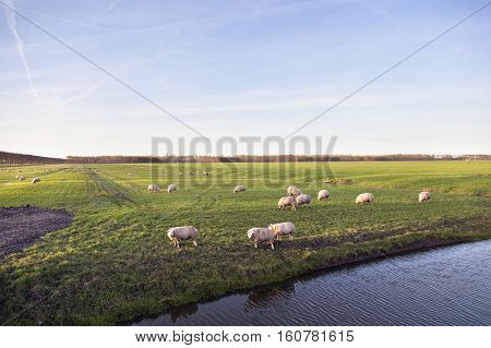 sheep in meadow of polder purmer near purmerend north of amsterdam in the netherlands