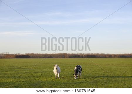 two cows in meadow of polder purmer near purmerend north of amsterdam in the netherlands