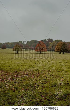 Beautiful autumn in the park - firld