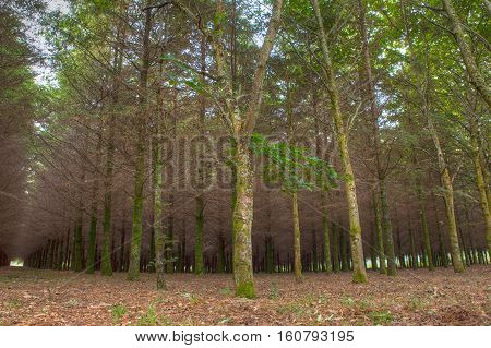 View of fir wood n the spanish countryside