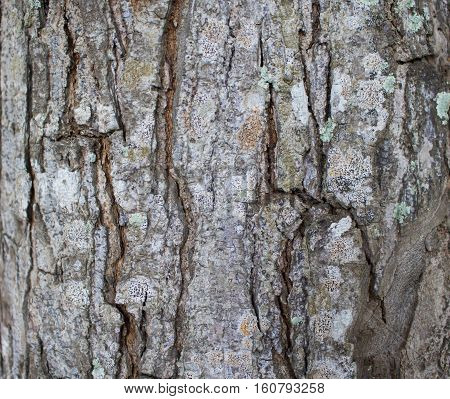 Tree bark texture close up photo. Brown and grey wood background. White old tree near the sea. Cracked peel of rustic tree. Rough timber texture. Old oak bark macro backdrop. Timber background image