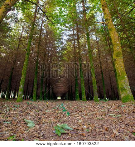 View of fir wood n the spanish countryside