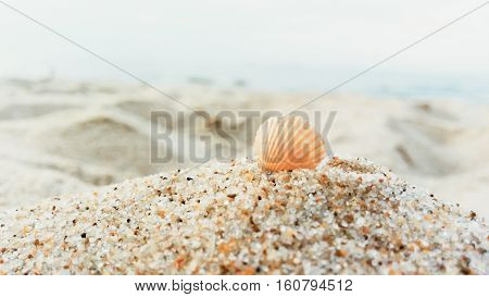 Landscape with seashell on european beach close up