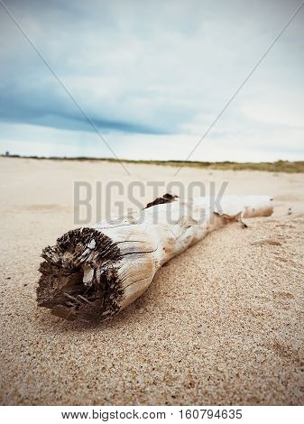 Old single alone timber on the beach