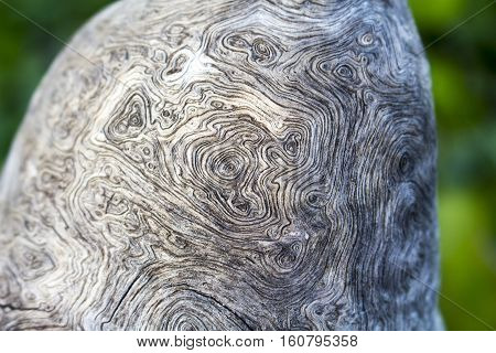 Tree trunk texture close up photo. White and grey wood background. White old tree near the sea. Curves and swirls on rustic timber. Rough timber texture. Sea wood backdrop. Grey old tree unusual draw