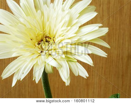 Beautiful Bright White Disy Gerbera On Wooden Background