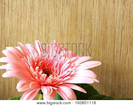 Beautiful Bright Pink Disy Gerbera On Wooden Background